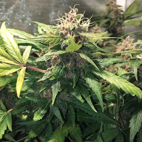 Purple Punch Auto growlog timeline photo