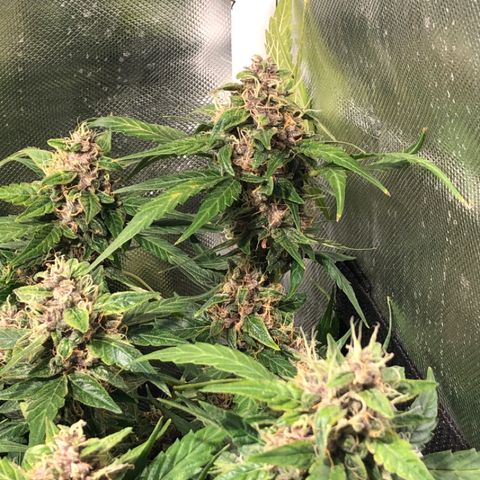 Purple Punch Auto growlog timeline photo