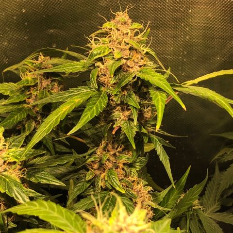 Purple Punch Auto growlog timeline photo
