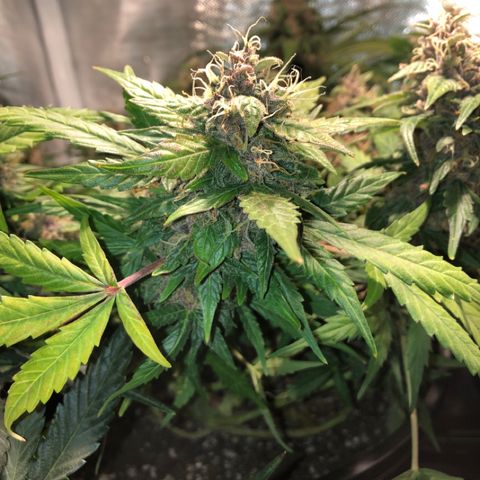 Purple Punch Auto growlog timeline photo