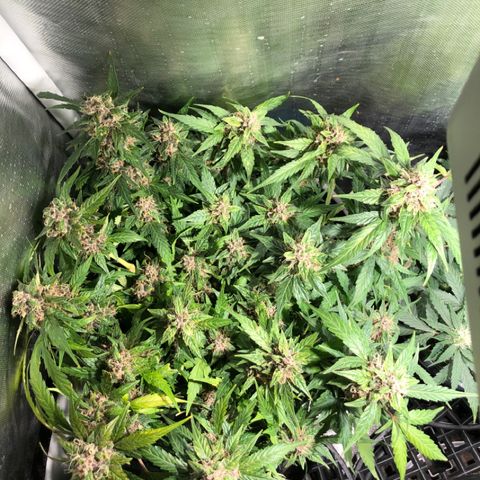 Purple Punch Auto growlog timeline photo
