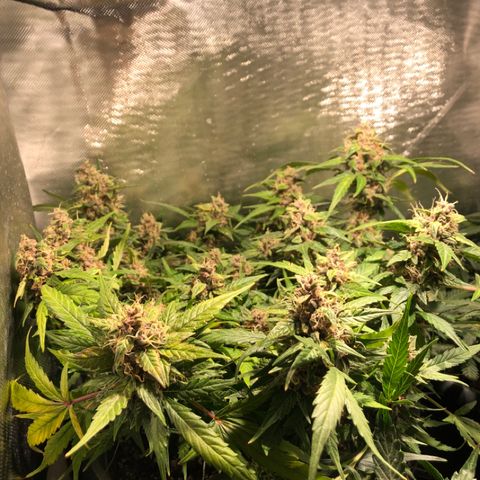 Purple Punch Auto growlog timeline photo