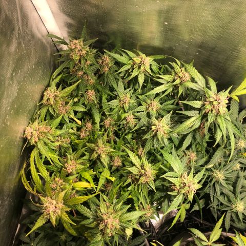 Purple Punch Auto growlog timeline photo