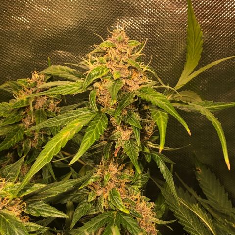Purple Punch Auto growlog timeline photo