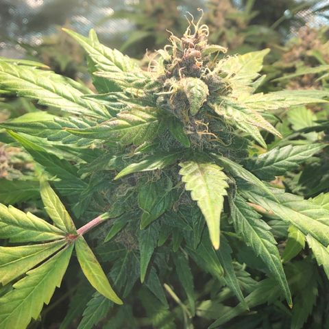 Purple Punch Auto growlog timeline photo