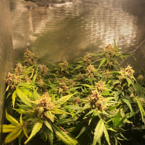 Purple Punch Auto growlog timeline photo