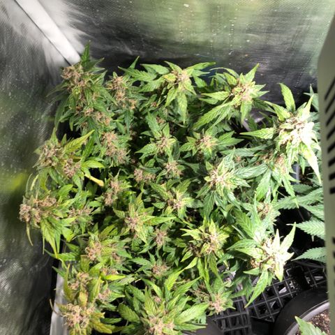 Purple Punch Auto growlog timeline photo