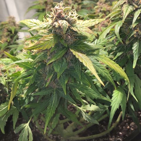 Purple Punch Auto growlog timeline photo