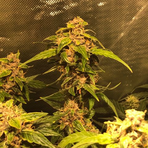 Purple Punch Auto growlog timeline photo