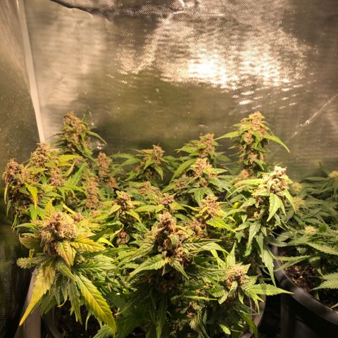 Purple Punch Auto growlog timeline photo