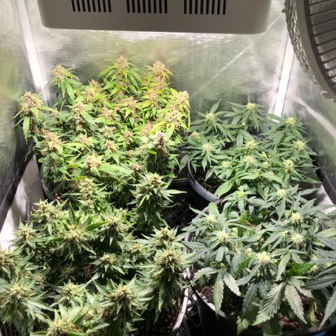 Purple Punch Auto growlog timeline photo