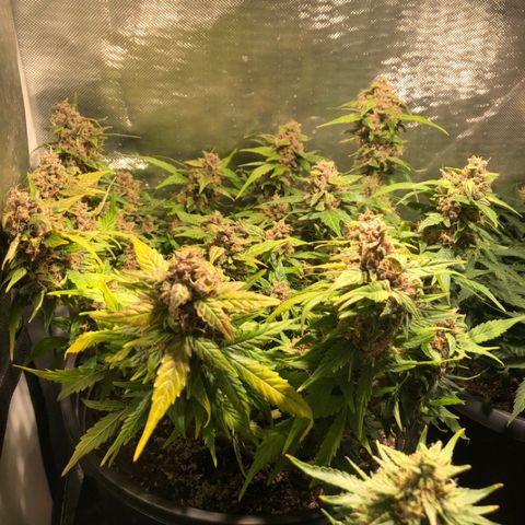 Purple Punch Auto growlog timeline photo
