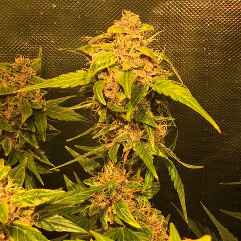 Purple Punch Auto growlog timeline photo
