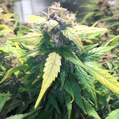 Purple Punch Auto growlog timeline photo