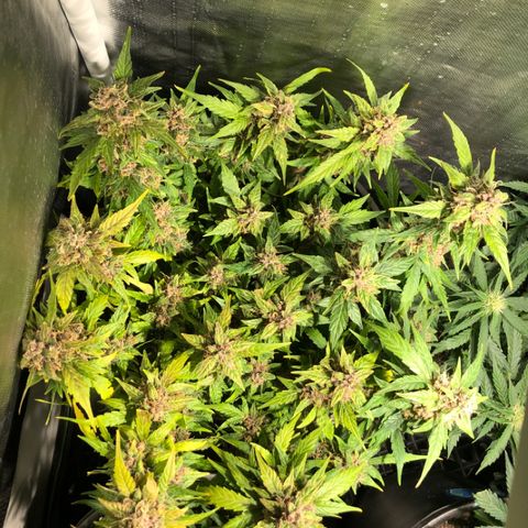 Purple Punch Auto growlog timeline photo