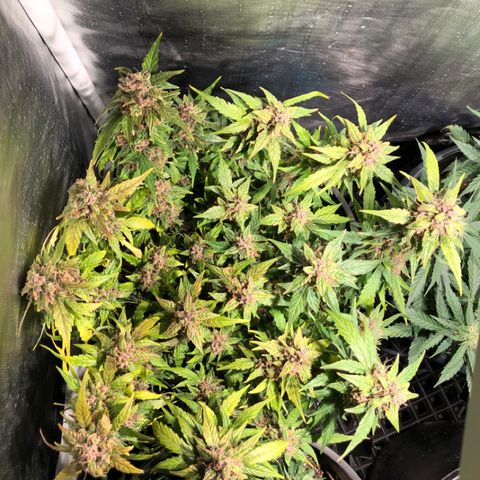 Purple Punch Auto growlog timeline photo