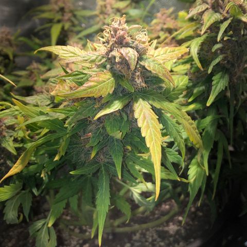 Purple Punch Auto growlog timeline photo