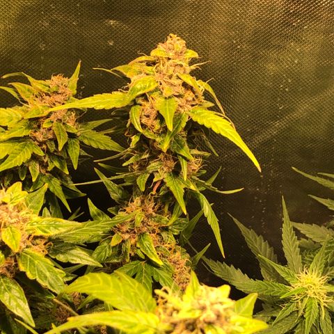 Purple Punch Auto growlog timeline photo