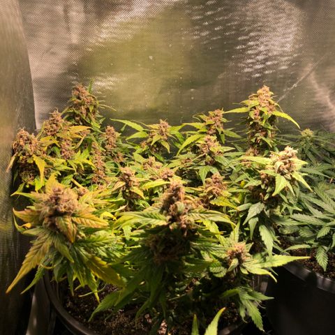 Purple Punch Auto growlog timeline photo