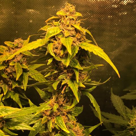 Purple Punch Auto growlog timeline photo