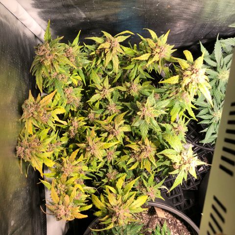 Purple Punch Auto growlog timeline photo