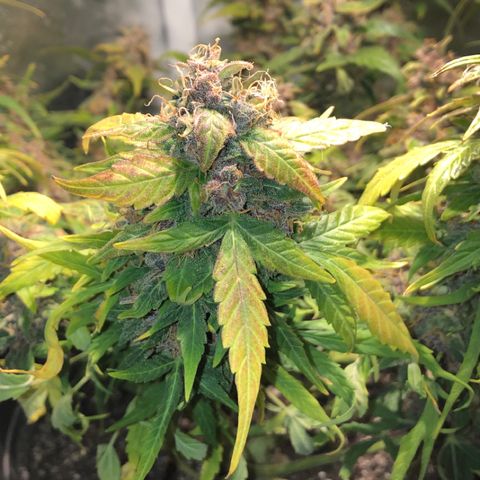 Purple Punch Auto growlog timeline photo