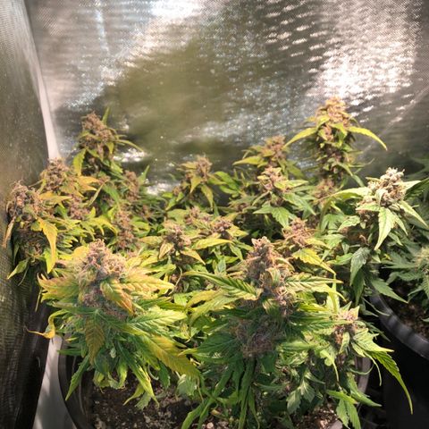 Purple Punch Auto growlog timeline photo