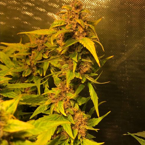 Purple Punch Auto growlog timeline photo