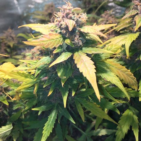 Purple Punch Auto growlog timeline photo