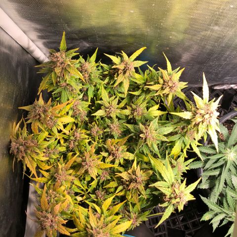 Purple Punch Auto growlog timeline photo