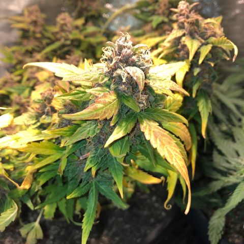 Purple Punch Auto growlog timeline photo