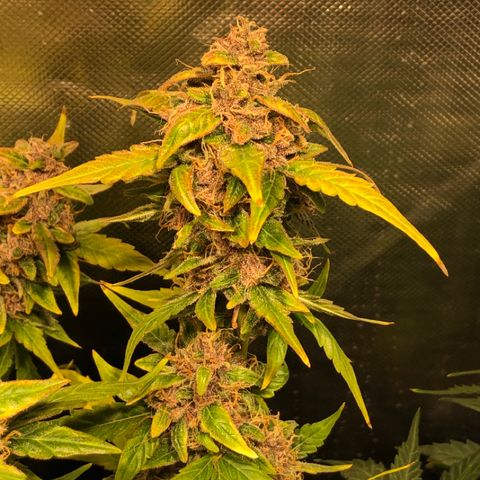 Purple Punch Auto growlog timeline photo
