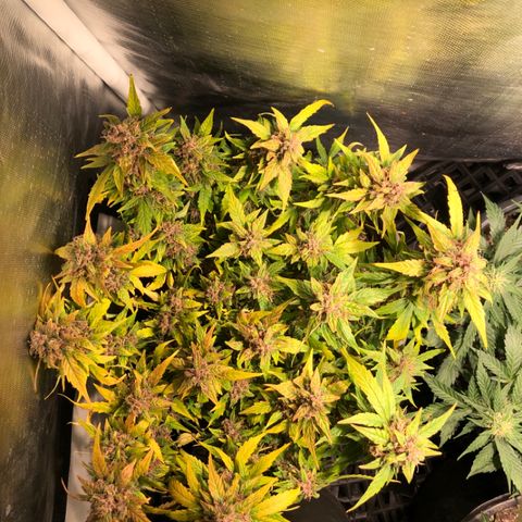 Purple Punch Auto growlog timeline photo