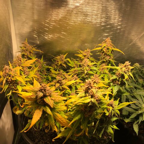 Purple Punch Auto growlog timeline photo