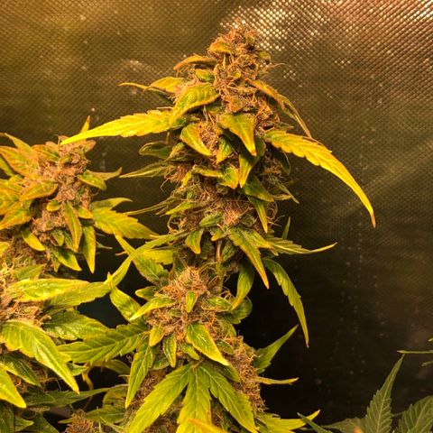 Purple Punch Auto growlog timeline photo
