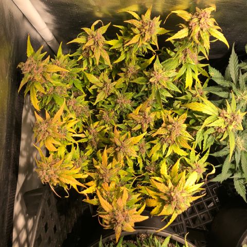 Purple Punch Auto growlog timeline photo