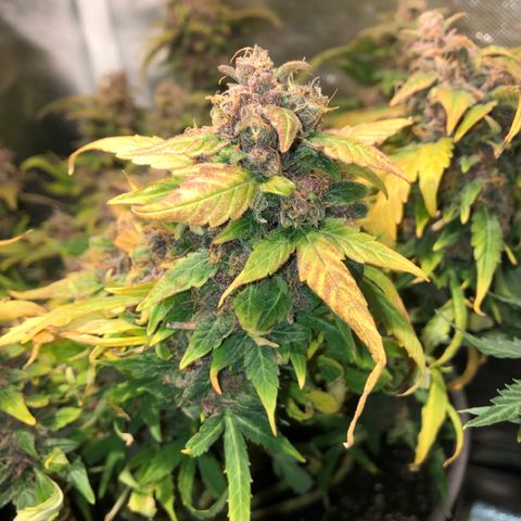 Purple Punch Auto growlog timeline photo