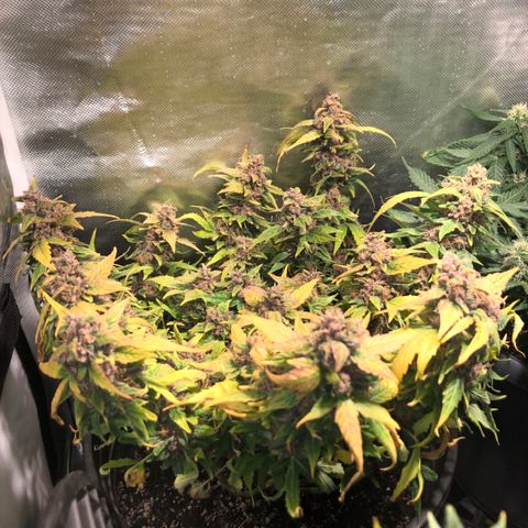 Purple Punch Auto growlog timeline photo