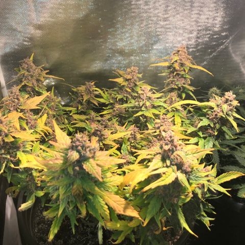 Purple Punch Auto growlog timeline photo