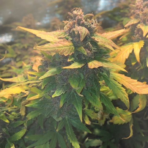 Purple Punch Auto growlog timeline photo