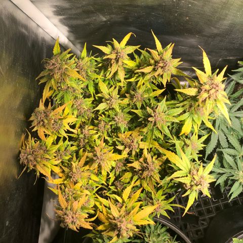 Purple Punch Auto growlog timeline photo