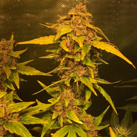 Purple Punch Auto growlog timeline photo