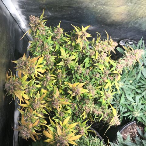 Purple Punch Auto growlog photo: Supercropped