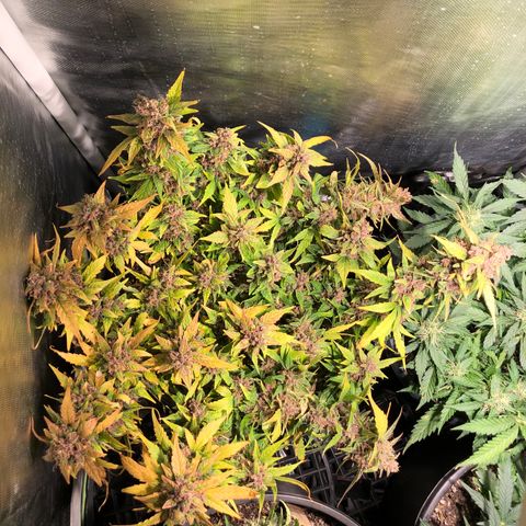Purple Punch Auto growlog timeline photo