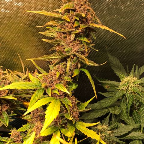 Purple Punch Auto growlog timeline photo