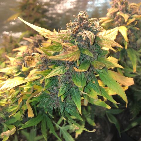 Purple Punch Auto growlog timeline photo