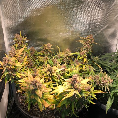 Purple Punch Auto growlog timeline photo