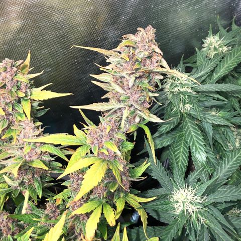Purple Punch Auto growlog timeline photo
