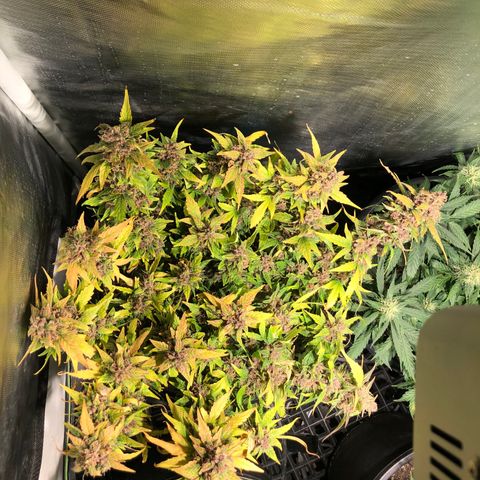 Purple Punch Auto growlog timeline photo