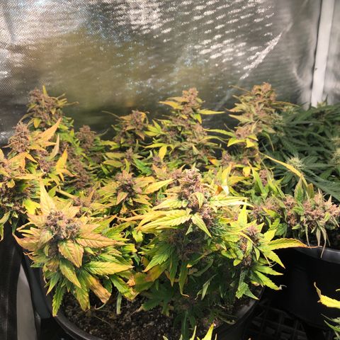 Purple Punch Auto growlog timeline photo